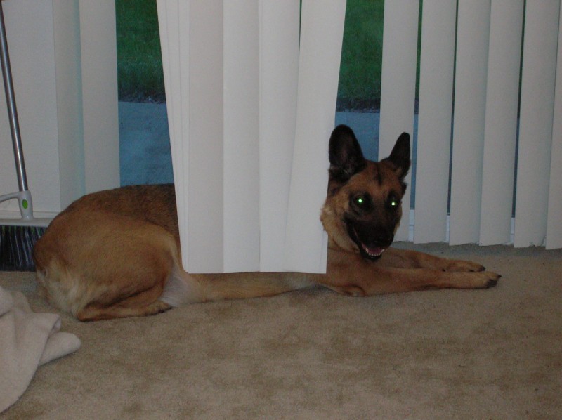 Moose in stealth mode -- behind the blinds!